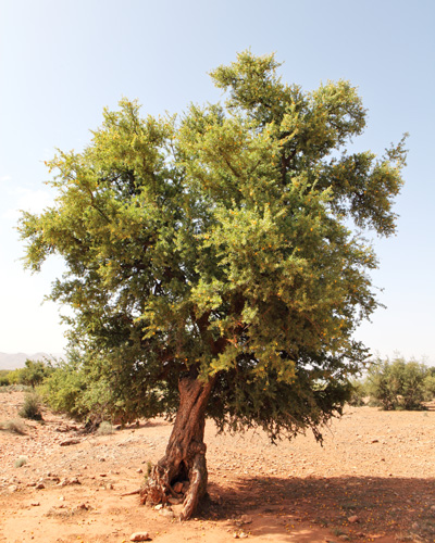 Argantræ i den marokkanske ørken. Træets frugter, der gemmer på argannødden, modner i juni/juli og falder til jorden, hvor de samles og bringes til videre forarbejdning